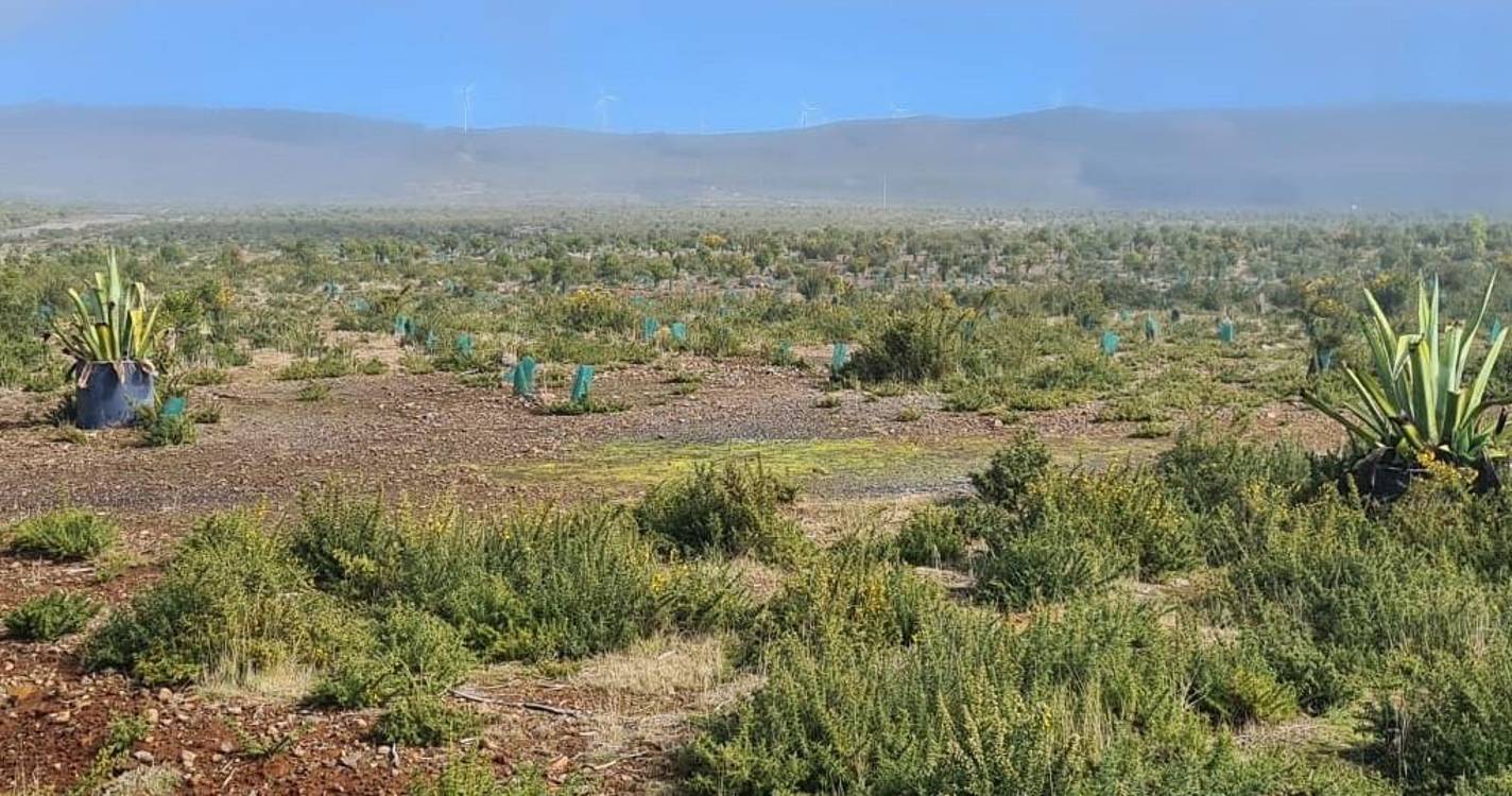 PAN diz que falta de planeamento florestal compromete recuperação dos ecossistemas da Madeira