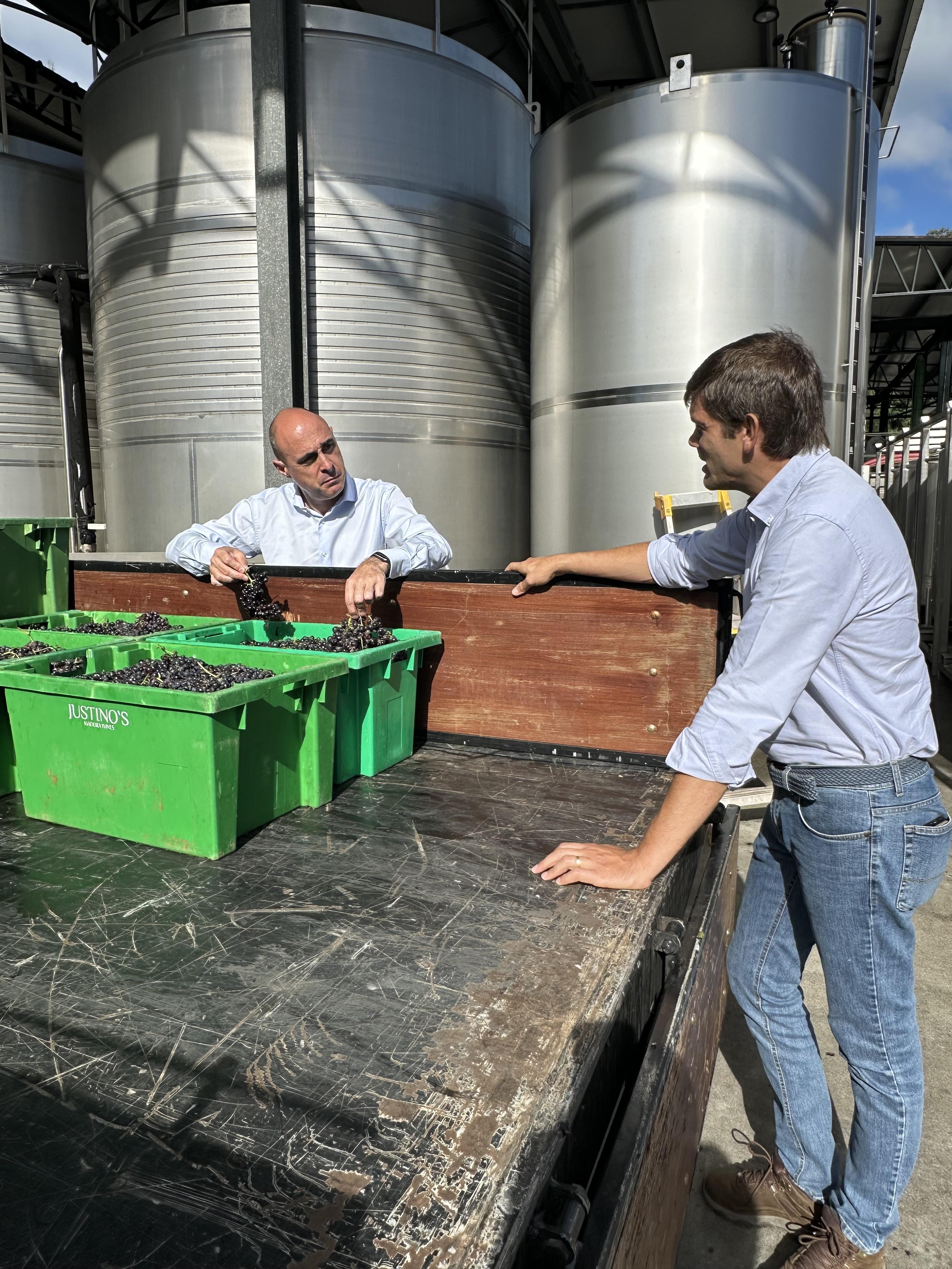 IVBAM acompanha início das vindimas