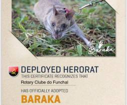 Rotary Clube do Funchal adopta rato detetor de minas em Angola