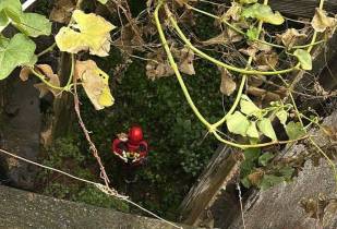 Bombeiros resgataram animal em Câmara de Lobos.