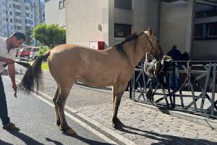 Animais visitam crianças hospitalizadas