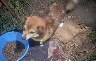 Cão resgatado na Camacha depois de viver acorrentado junto a animal morto (com fotos)