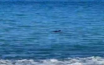 Lobo marinho avistado na Praia Formosa (com vídeo)