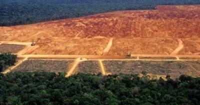 H&amp;M e Zara ligadas à desflorestação, usurpação de terras e corrupção no Brasil, acusa ONG