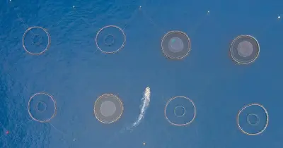 Produção de aquicultura diminuiu 2,4% no ano passado