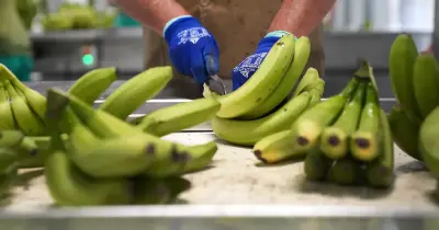 No ano passado, foram vendidas, no total, 20,9 mil toneladas de banana produzida na Madeira.