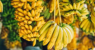 Produtores com críticas ao novo centro de processamento de banana da Madeira.