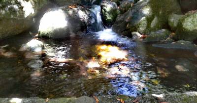 Clube de Campismo promove caminhada entre o Fanal e a Ribeira da Janela