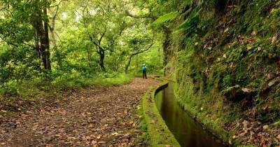 IFCN vai reabrir a Levada do Rei a partir desta sexta-feira.
