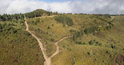 PAN Madeira espera concluir plantação de mil árvores neste sábado