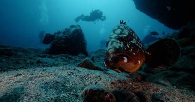 Evento está integrado na na Taça do Mundo de Fotografia e Vídeo Subaquático da Confederação Mundial de Atividades Subaquáticas.