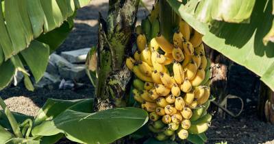 No caso da Madeira, o apoio POSEI depende exclusivamente da produção comercializada e é reduzido se a produção exceder 19 mil toneladas ou a superfície for superior a 696 hectares, tendo os sete milhões de euros recebidos em 2023 chegado a 2.815 produtores de banana.