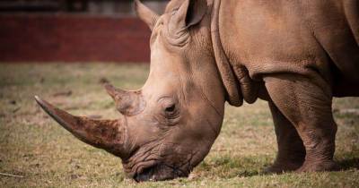 eram transportados numa embalagem de papelão com destino a Paris e têm um peso de 7,044 quilos.