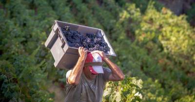 Eurodeputados aprovam novas regras para proteger produtores de vinho