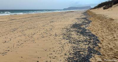 Imagem ilustra bem a invasão dos organismos na Praia do Porto Santo.