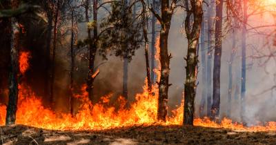 Incêndios: Mais de 30 concelhos do interior Norte e Centro em perigo máximo