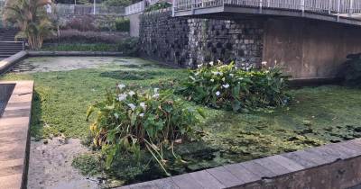 ADN denuncia risco de saúde pública no Jardim de Santa Luzia devido ao mosquito Aedes aegypti