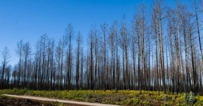 Incêndios: Cerca 10 mil quilómetros de caminhos florestais desobstruídos - Comando Integrado