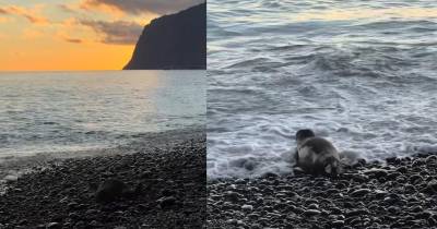 Cria de lobo-marinho faz visita inesperada à Praia Formosa (com vídeo)