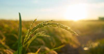 Produtores podem candidatar-se a apoio de 9,9 ME face à língua azul e tempestade Kirk