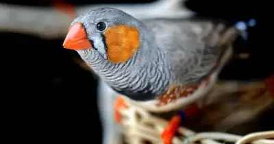 A exposição contará com uma ampla variedade de aves ornamentais, exóticas e canoras.