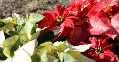 Já sabe como vai estar o tempo neste dia de Natal?