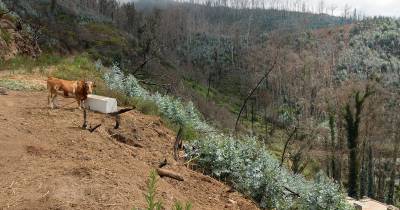 Investigadores encontram bactéria resistente em explorações de gado