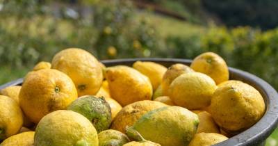 Sábado marcado pela abertura da exposição Regional do Limão