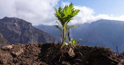 Movimento Portugal Sem Chamas incentiva ao turismo nas áreas afetadas pelos incêndios