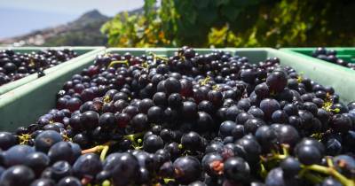 Junta do Estreito de Câmara de Lobos promove sessão de informação aos viticultores