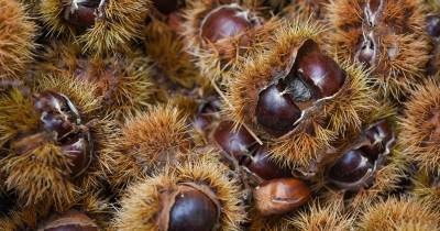 Nova ‘Pesquita’ com castanha e mel lançada na Festa da Castanha