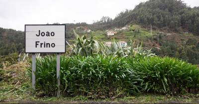 Luta contra os pombos é adjetivada como inglória. Não há couve que resista.