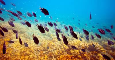 Governo Regional condiciona criação de reserva marinha à salvaguarda da pesca madeirense