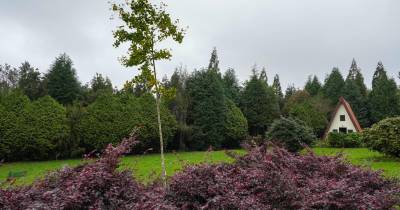 Voluntários cumprem a missão de recuperar floresta Laurissilva.