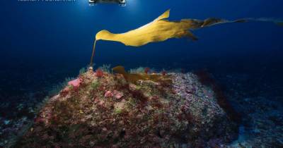 Investigadores de topo debatem o mar profundo madeirense na próxima semana