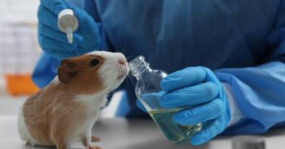 UE quer eliminação progressiva de testes de produtos químicos em animais