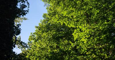 O relatório disponibiliza dados considerados rigorosos e comparáveis sobre a estrutura, a condição e a distribuição da floresta no território regional.