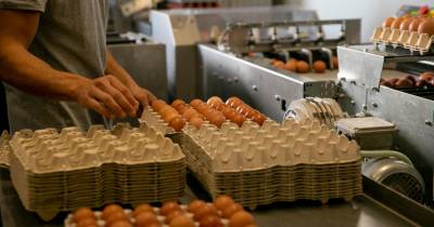 As estatísticas agora reveladas mais destacam que, no ano em referência, o abate de gado totalizou 959,0 toneladas, diminuindo 6,3% face ao ano precedente.