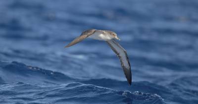 SPEA-BirdLife reforça combate ao lixo marinho através do projeto CircularOcean