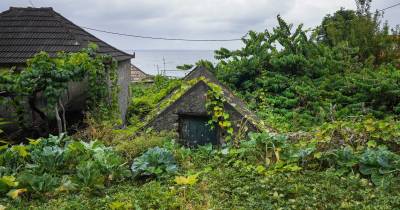 Do total da produção agrícola regional de 2024, 77,7% foi proveniente da componente vegetal e 19,0% da componente animal, sendo que as restantes parcelas derivaram de serviços agrícolas e atividades secundárias não agrícolas. A nível nacional, o peso da produção vegetal foi bastante inferior (60,8%), embora se tenha revelado também mais preponderante que a parte animal (32,6%).