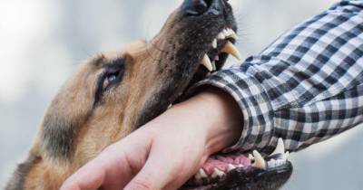 Homem é mordido por cão em Câmara de Lobos