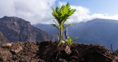 Operação “Terra Queimada” com suspeitas de fraude na obtenção de fundos na Madeira