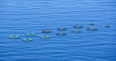 Empresas da Madeira fazem prospeção para instalação de jaulas submersas