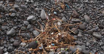 Jovens Madeirenses Conectados promovem limpeza da Praia Formosa