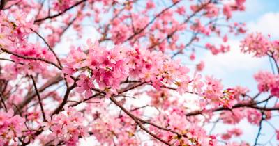 Grande Prémio das Cerejeiras em Flor corre-se no Jardim da Serra este domingo
