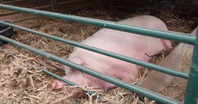 Espanha mobiliza 117 militares para controlar foco de peste suína africana