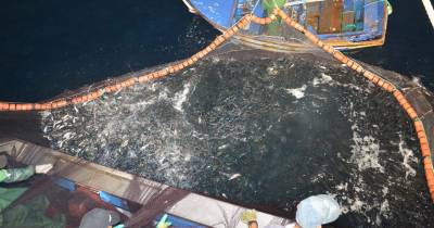 Estudo: Maioria das embarcações de pesca esconde atividade e muitas pescam em zonas protegidas