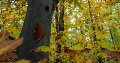 Queda de árvores durante madrugada mobilizam bombeiros