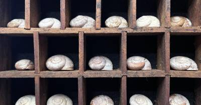 ‘Semente dos Olhos’ de Jelka Baras exposta na Galeria dos Prazeres