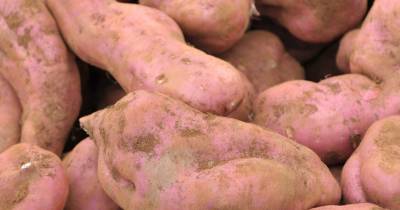 Foi publicada no Jornal Oficial da União Europeia a confirmação do pedido de registo da designação ‘Batata-doce da Madeira’ como Denominação de Origem Protegida.